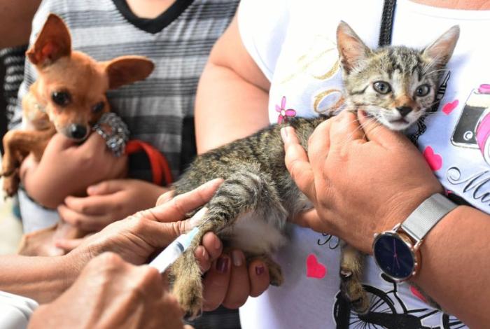 ¡Protege a tus perros y gatos! Llévalos por su vacuna antirrábica gratuita