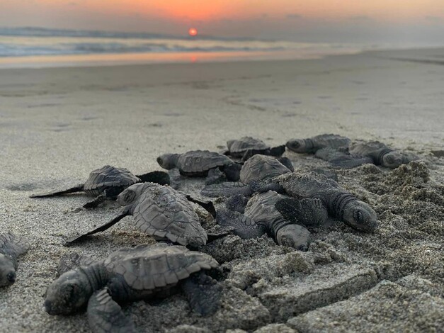 Proyectan liberar 2 millones de tortugas marinas en la costa michoacana