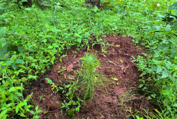 Pulmón de Michoacán crece, 7 de cada 10 árboles reforestados sobreviven: Cofom