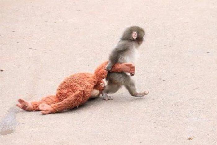 Punch, el mono bebé que enterneció a Internet con su peluche tras ser abandonado por su mamá