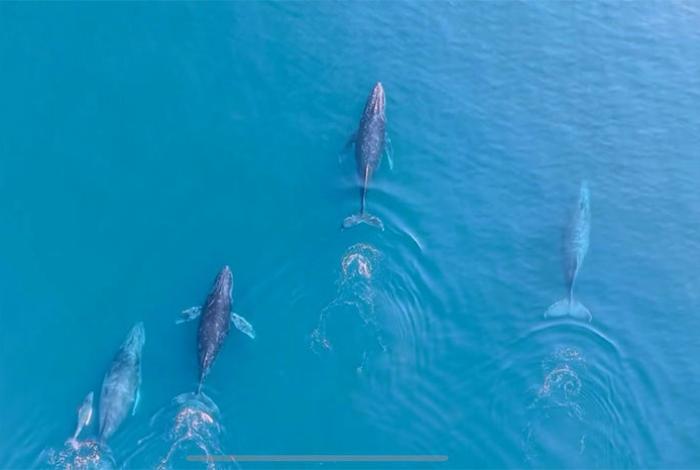 ¡Qué espectáculo natural! Regresan las ballenas jorobadas al Pacífico michoacano