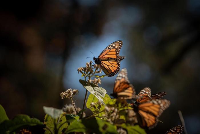 ¡Que no se te pase la temporada! Vive hoy la magia de la Mariposa Monarca: Sectur