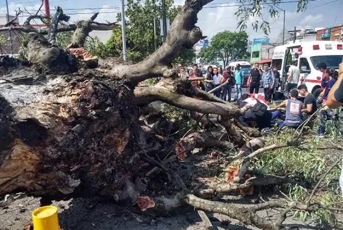 Árbol cae sobre vías del tren en colonia Industrial de Morelia