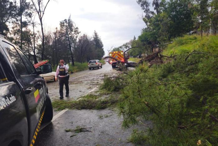 Árbol caído bloquea la carretera Morelia–Pátzcuaro; bomberos liberan el paso
