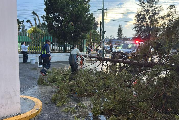 Árbol caído y daños en automotor, saldo de lluvias