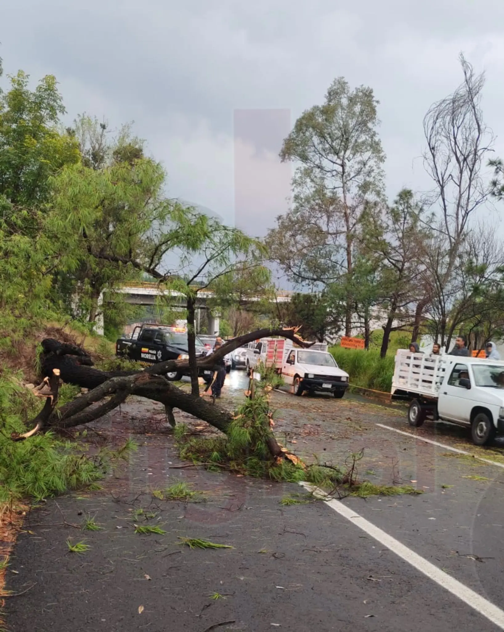 Árbol cayó sobre carretera Morelia – Pátzcuaro