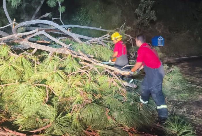 Árbol gigante cae y bloquea carretera Tacámbaro-Chupio