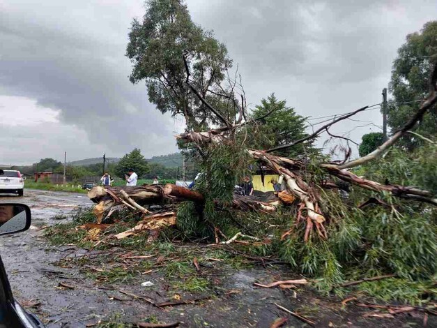 Árbol le cae encima a un sobre tráiler en la Pátzcuaro-Morelia