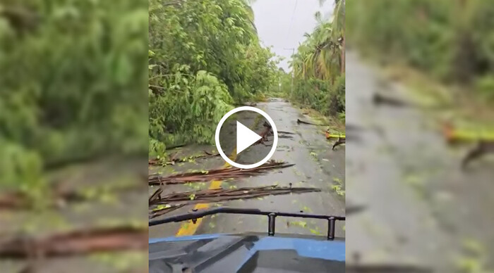 Árboles caídos por John bloquean carretera a Playa Azul