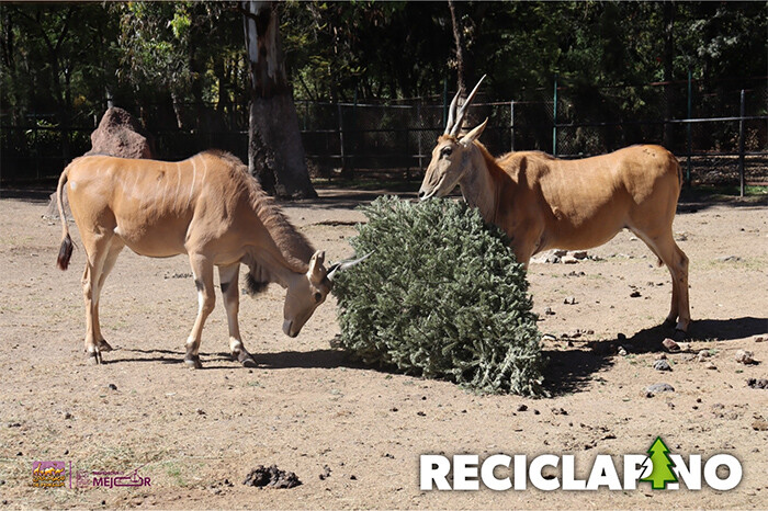 Recicla tu árbol de Navidad en el Zoológico de Morelia y recibe una entrada gratis