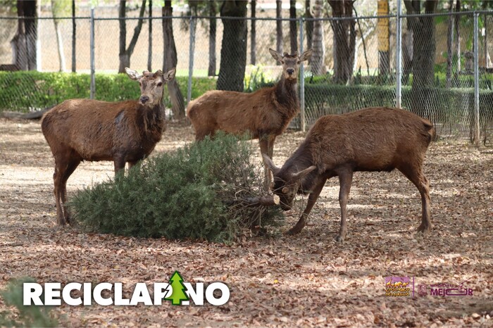 Recicla tu árbol de Navidad en el Zoológico y recibe una entrada gratis