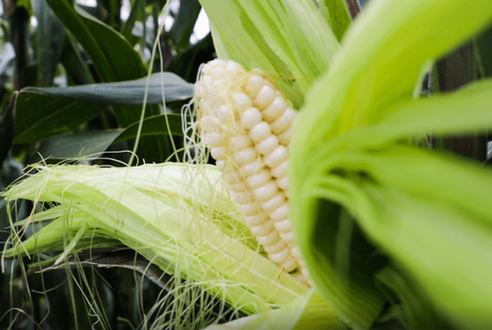 Reconocerá IPN la sustentabilidad del maíz michoacano