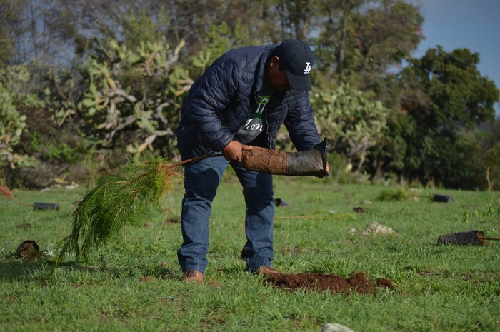 Reforestación en Morelia, afectada por sequía