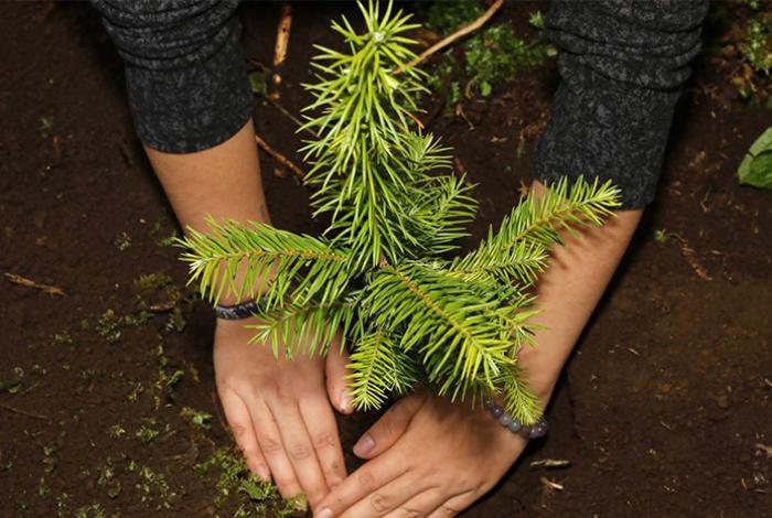 Reforestan más de 2 mil hectáreas en la Reserva de la Biosfera de la Mariposa Monarca