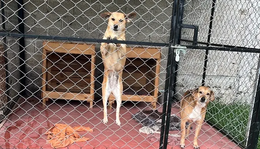 Refugio Canino Ocampo resguarda a más de 200 perros en espera de una familia