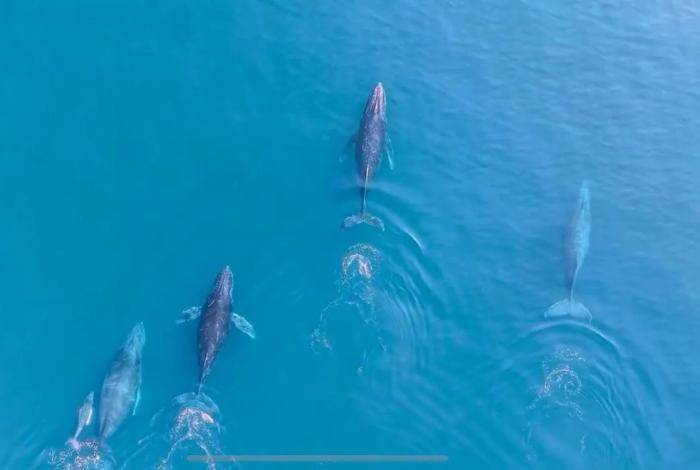 Regresan las ballenas jorobadas al Pacífico michoacano: Compesca