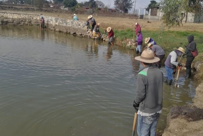 Rehabilitan 42 nuevos manantiales como parte del plan de rescate del Lago de Pátzcuaro