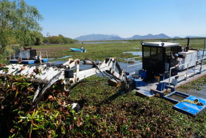 Rehabilitarán 60 hectáreas del lago de Cuitzeo durante los próximos 4 meses