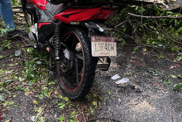 Repartidor motociclista muere aplastado por enorme árbol que se vino abajo durante tormenta, en Zamora