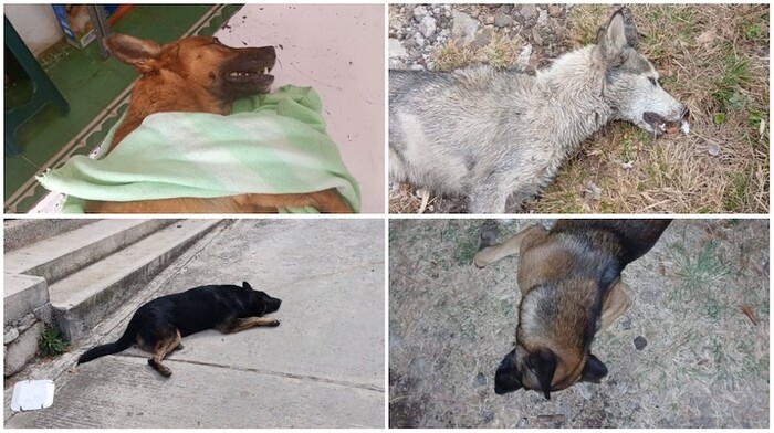 Reportan otro caso de envenenamiento masivo de perros; ahora en Panindícuaro