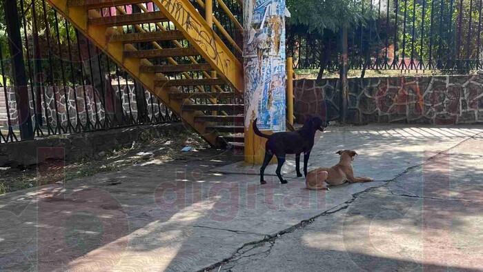 Reportan perritos en situación de calle y con desnutrición cerca del Pabellón Don Vasco