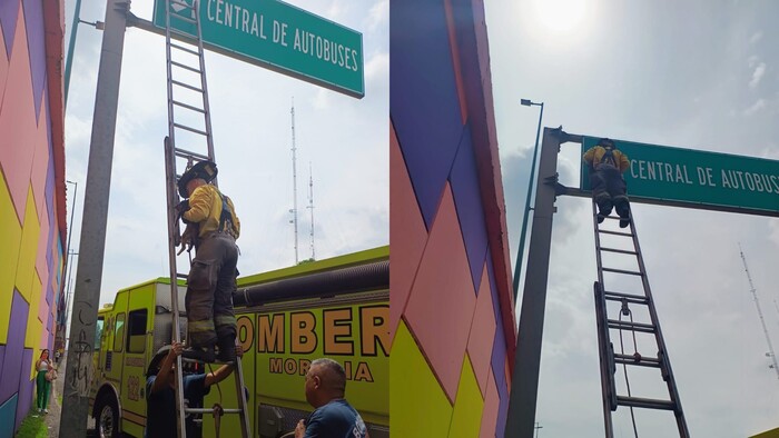 Rescata Bomberos Morelia, gatito en un espectacular