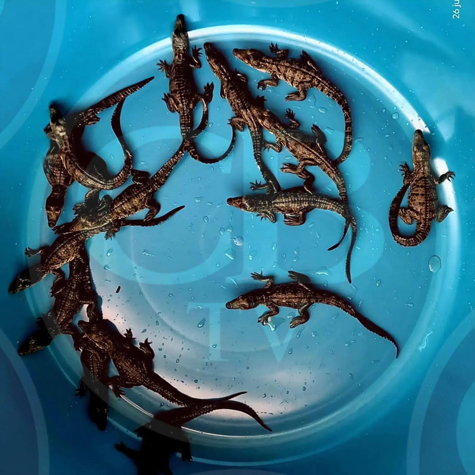 Rescata ciudadano 15 crías de cocodrilos en Lázaro Cárdenas