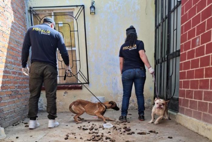 Rescata FGE cuatro perros víctimas de maltrato durante cateo en Tarímbaro