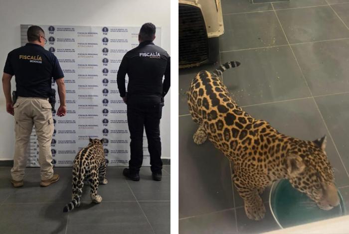 Rescata FGE ejemplar de jaguar cachorro y asegura a una mujer tras investigación en Zitácuaro
