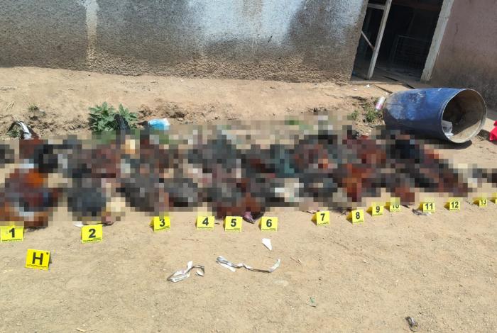 Rescatan 29 gallos con vida de palenque clandestino; había restos de otros 41