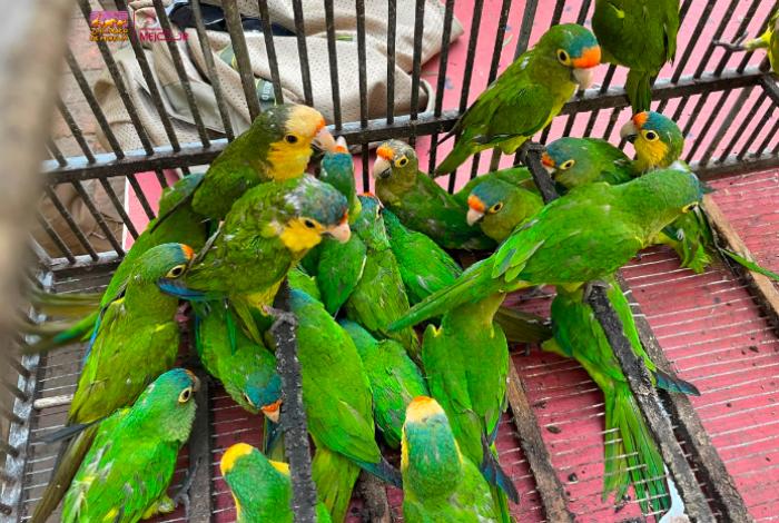 Rescatan 83 aves en condiciones de maltrato durante cateo en Pátzcuaro; las resguarda Zoológico de Morelia
