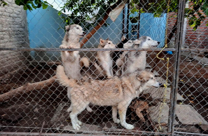 Rescatan a cinco lomitos, víctimas de maltrato en Apatzingán