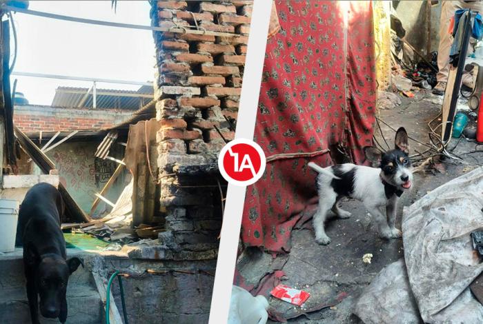 Rescatan a dos perritos en la Ignacio Zaragoza, en Apatzingán
