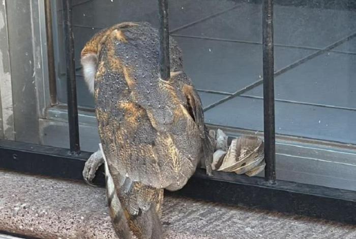 Rescatan a lechuza bruja en pleno centro de Zamora