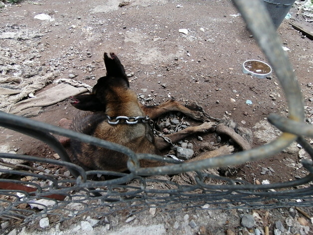 Rescatan a lomito víctima de maltrato en La Piedad