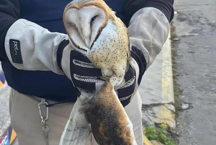Rescatan a misteriosa lechuza bruja tras impactar contra ventana en pleno centro de Zamora