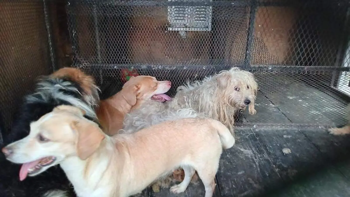 Rescatan a mujer de la tercera edad y 39 perros en presunto caso de maltrato animal en Guadalajara.