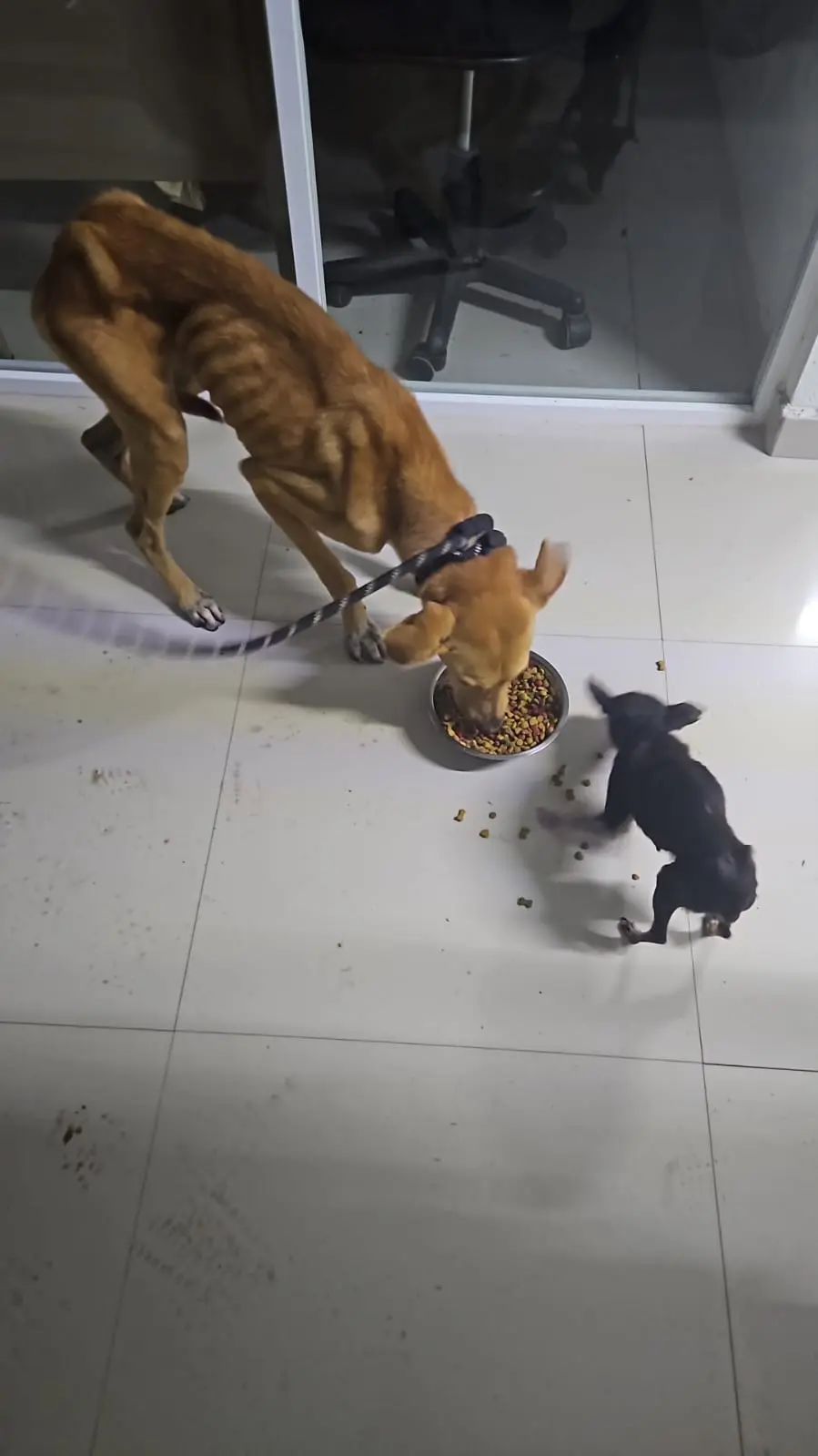 Rescatan a perritos víctimas de maltrato