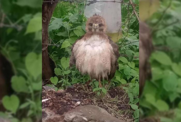Rescatan a un Halcón Cola Roja, en Morelia