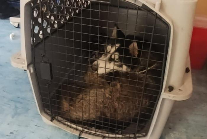 Rescatan a “Zeus”, perro husky gravemente lesionado y en abandono en Morelia