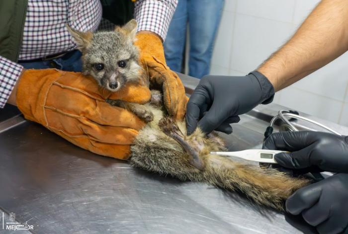 Rescatan a zorro gris cautivo en una casa de la colonia Peña Blanca, en Morelia
