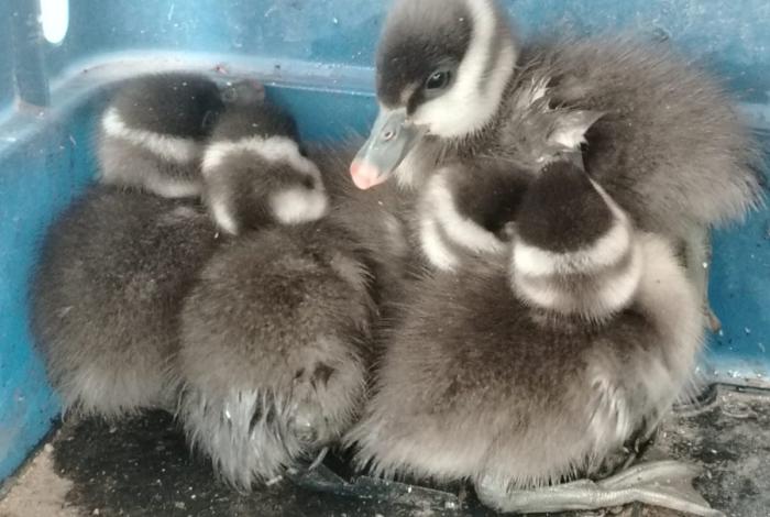 Rescatan cinco patitos colorados de alcantarilla en la colonia Manantiales