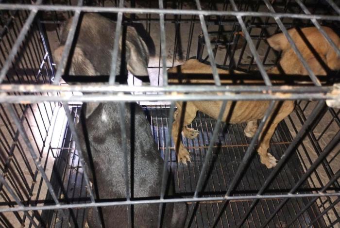 Rescatan siete perritos ‘en los huesos’, en Apatzingán