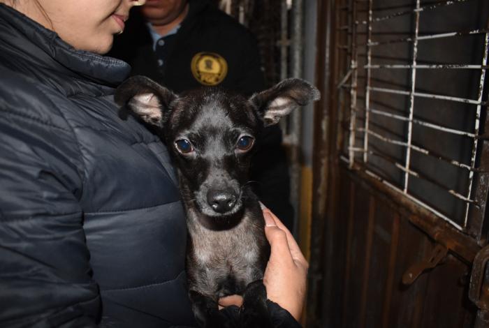 Rescatan tres perritos víctimas de maltrat0 animal