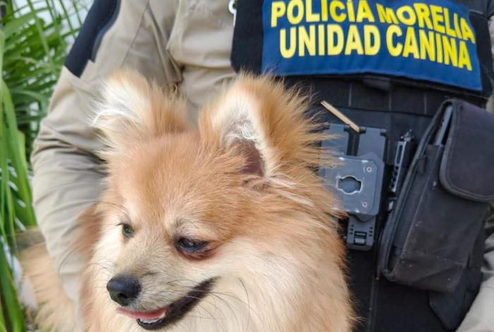 Resguardan perrito perdido en la Policía Canina de Morelia