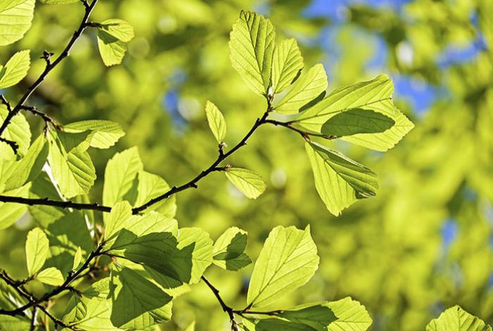 Resistir es esperanza: Pablo Montaño y su apuesta contra la ecoansiedad en Michoacán