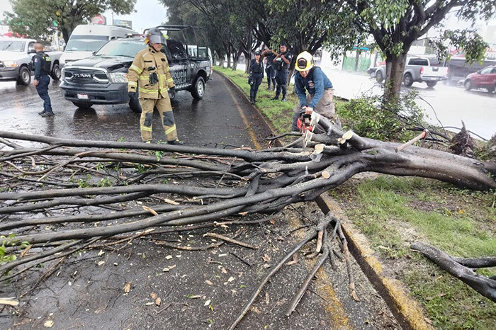 Retira Ayuntamiento árbol que cayó sobre Libramiento de Morelia tras lluvias