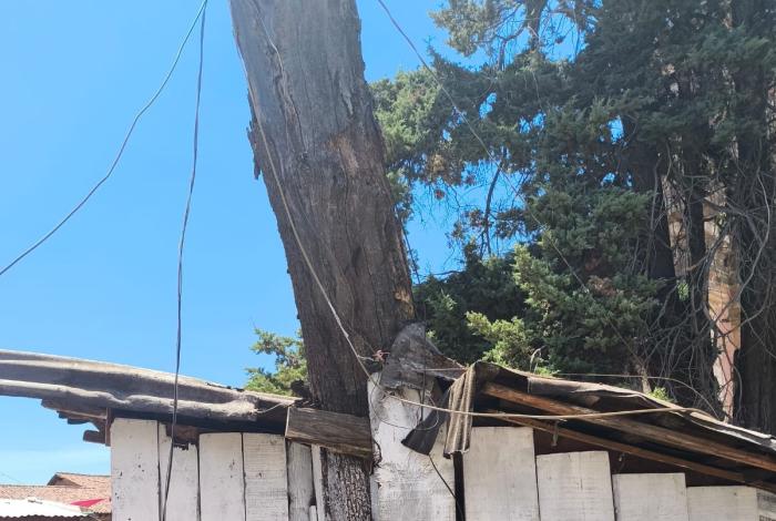 Retiran árboles secos para evitar riesgos en la Plazuela del Santuario de Pátzcuaro