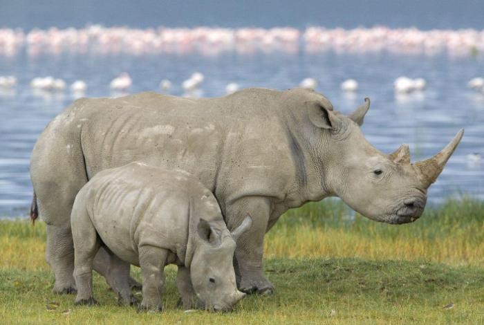 Rinocerontes blancos son reintroducidos en Uganda tras cuatro décadas de extinción