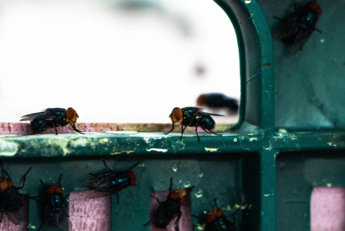 Sader refuerza combate al gusano barrenador con dispersión de moscas estériles